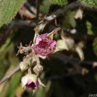 Rubus leucocarpus Arn.